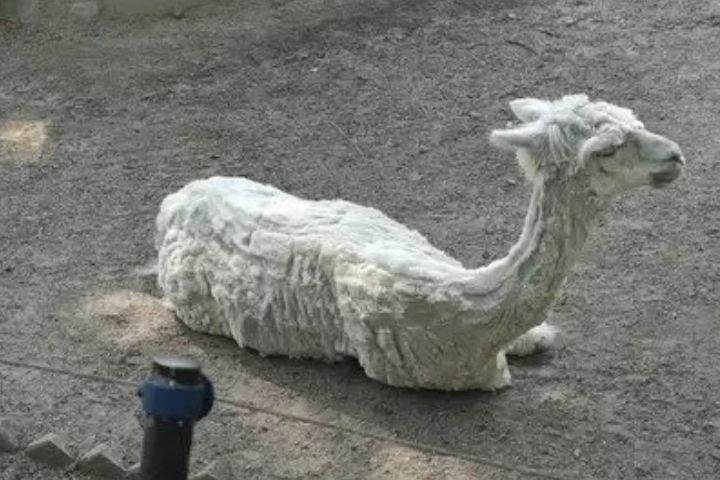 你熱牠更熱 成都動物園避暑「變髮」？羊駝全「禿」了