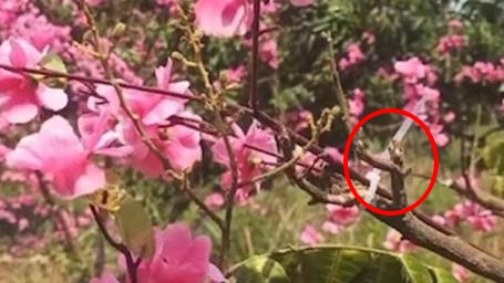 龍華區農莊舉辦櫻花節，竟在樹上綁仿真假花（紅圈處）。圖/取自熱點新聞