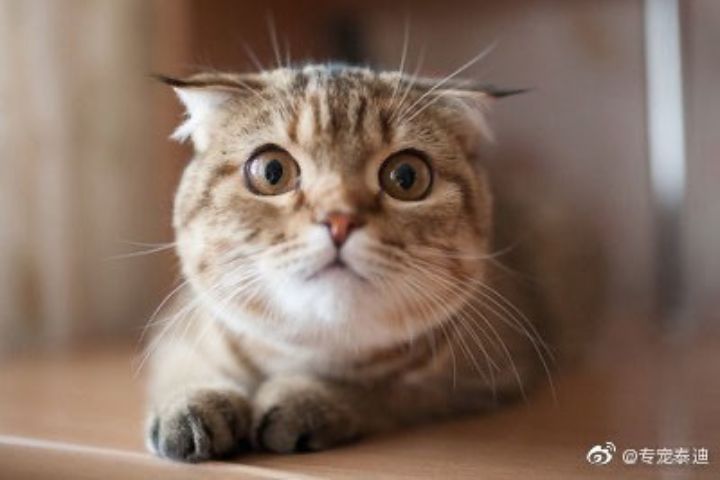 貓咪怪癖從喝馬桶水到「監督主人洗澡」　都是愛的表現