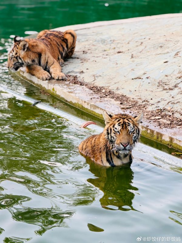 大型貓科動物與一般家貓不同,多數老虎其實相當喜歡接觸水域,尤其在高溫環境下,泡水是常見的降溫方式。圖/取自蝦餃仔的蝦餃媽微博