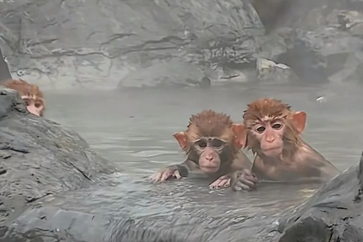 河南雲台山獼猴群聚「泡溫泉」　還是逃不過「五指山」