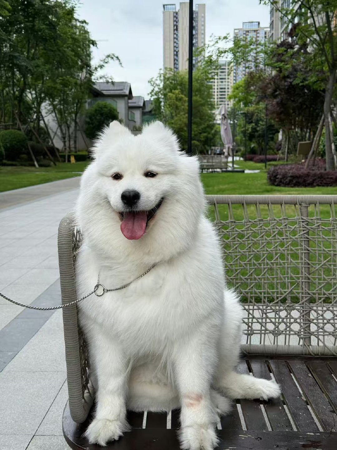 薩摩耶是高活動量犬種，更促使飼主維持規律的運動習慣。圖/取自微博