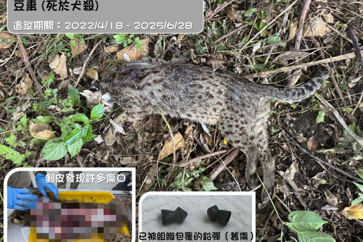 石虎「豆棗」2022年4月繫上發報器並順利野放,去年中慘遭犬殺,身體更殘留鉛彈。圖/取自石虎保育大使阿虎加油臉書粉專