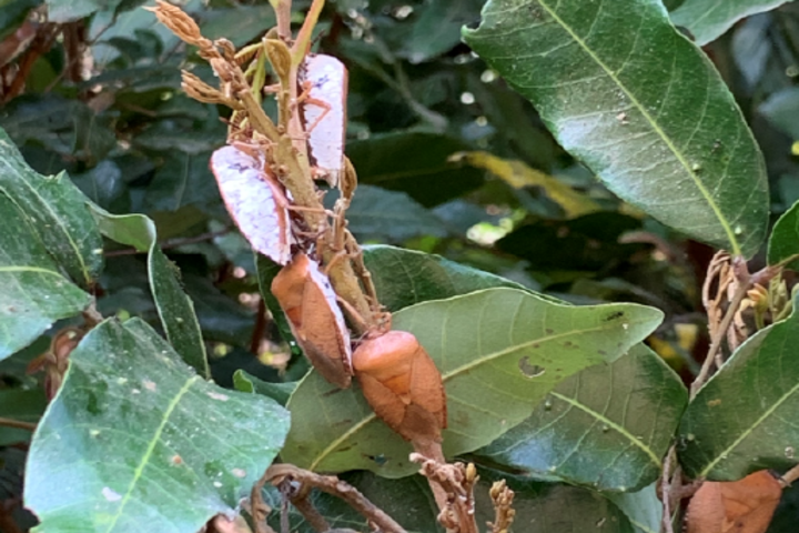 荔枝椿象是國內常見的害蟲。圖/取自高雄市政府農業處