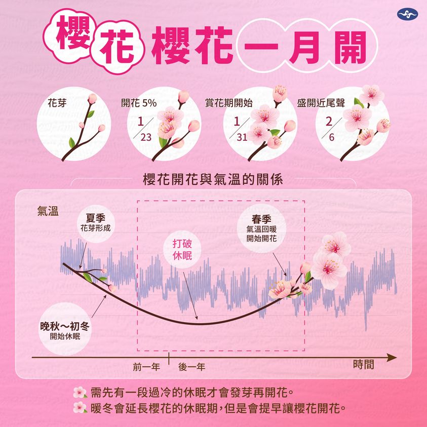 受到暖冬影響，今年櫻花花期預估較往年提早17至19天。圖為去年淡水無極宮花況預測/取自中央氣象署官方《臉書》粉專「報氣候-中央氣象署」