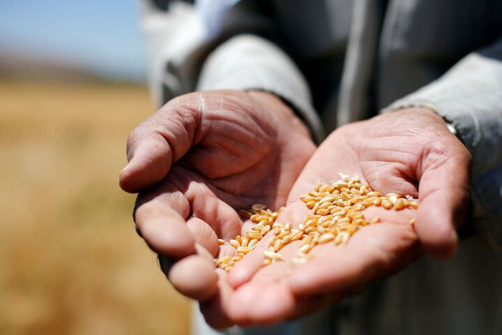 戰後遇最嚴重乾旱　敘利亞小麥歉收1600萬人面臨糧食危機
