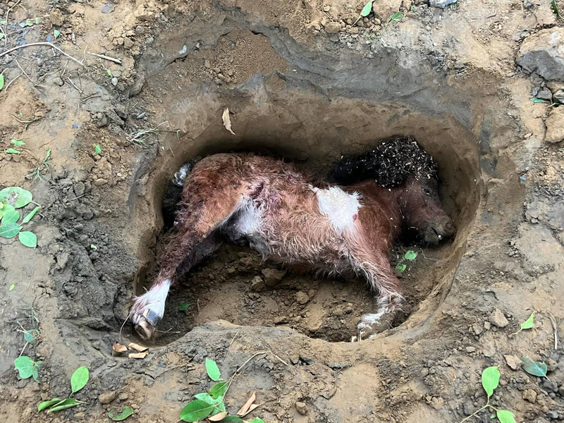 台南市南區黃金海岸周邊馬場近日遭流浪犬侵入攻擊，造成數匹馬兒死亡。圖/中央社