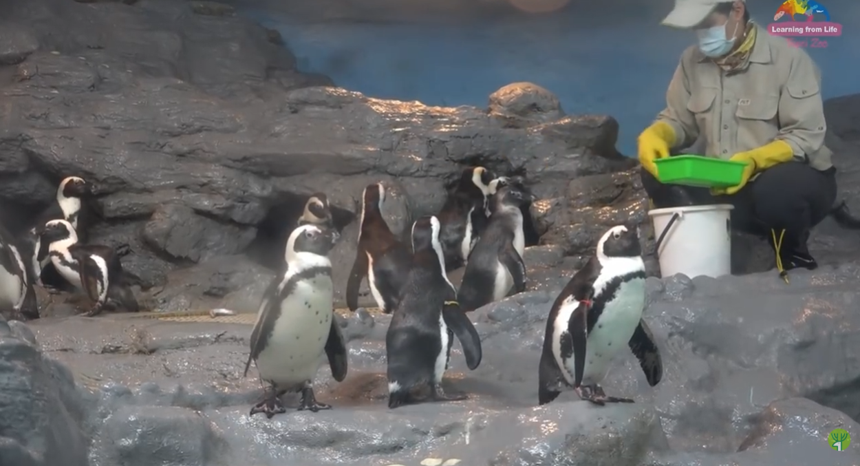 圖為比國王企鵝更瀕危的黑腳企鵝。圖/截自台北市立動物園 YT頻道