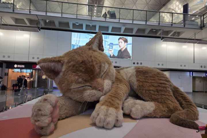 毛絨巨貓霸佔機場！旅客瘋朝聖　還能「餵罐罐」互動萌翻