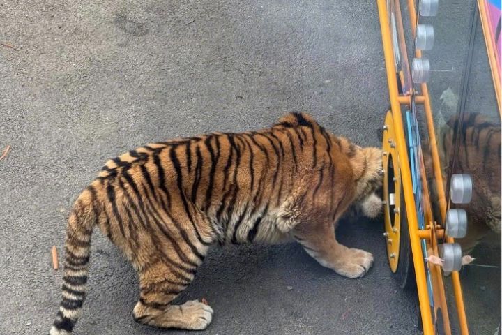 大連動物園出車禍　老虎下巴遭觀光車壓傷　「咔嚓」一聲都替牠覺得痛　
