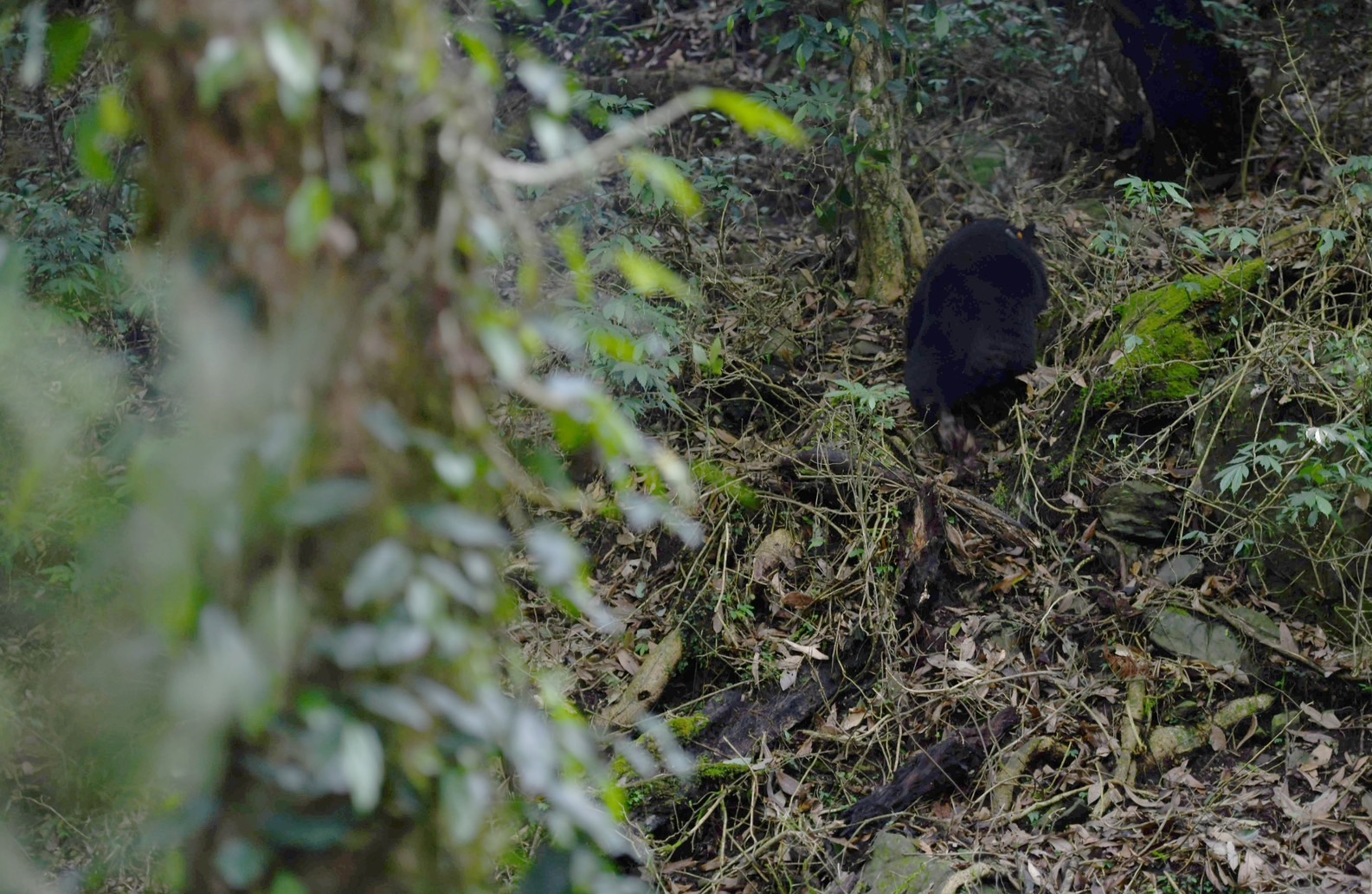 受困小黑熊療養7個月康復 眾人目送下重返山林
