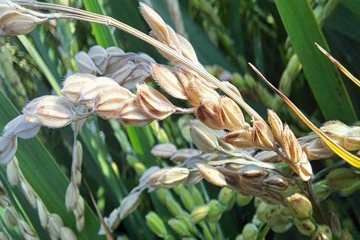 氣候異常主要產區稻熱病嚴重　農民收成驟減血本無歸