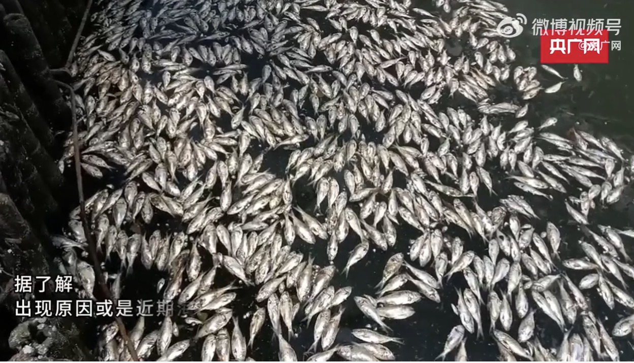 海水倒灌,海南海口紅城湖大批魚群暴斃。圖/截自央廣網