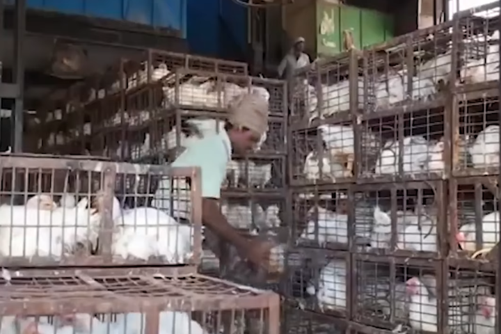 墨西哥出現全球首例人類感染H5N2禽流感死亡個案。圖/取自墨西哥環球報官方《YouTube》頻道