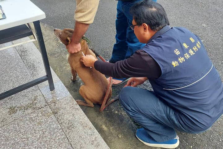 苗栗縣再有2鼬獾感染狂犬病死，當局加強疫苗巡迴設站。圖/取自苗栗縣動物保護防疫所官網