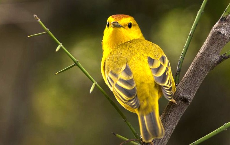 噪音干擾 逼得加拉巴哥黃鶯變成「憤怒鳥」