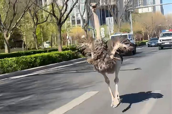 在馬路追駝鳥　牠在北京亦莊街頭狂奔　警方成功攔截