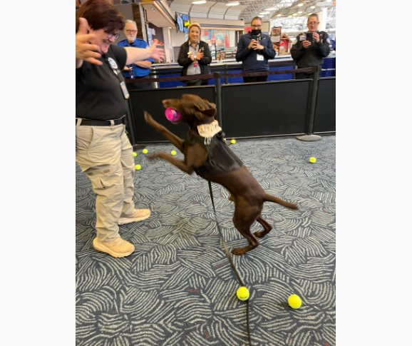 退役的偵爆犬Rex和搭檔Eisenberg玩著同事們送上的球球，樂不可支。圖/取自@TSA_GreatLakes X