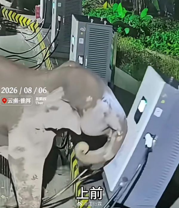 大象以鼻子勾動充電線,輕鬆推倒充電設備。圖/取自江衍霖微博