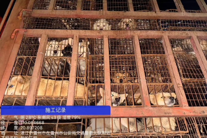 中國虐犬事件連爆！500隻狗疑遭偷盜屠宰　官員竟稱「雷州吃狗肉已上千年」
