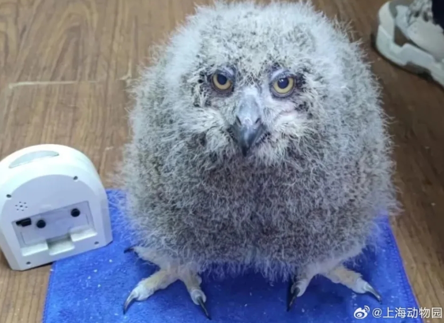 上海動物園首度人工育雛雕鴞寶寶，這是寶寶破殼21天呆萌可愛的模樣。圖/取自微博＠上海動物園