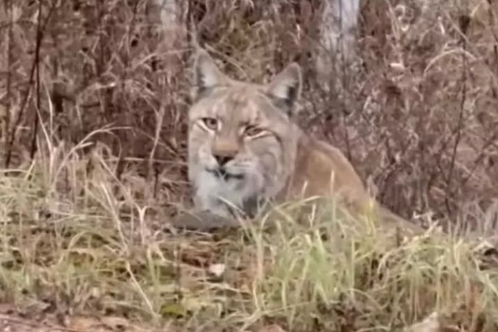 大興安嶺自駕遊竟遇大陸國家級保護動物　女子10分鐘內連見猞猁與駝鹿
