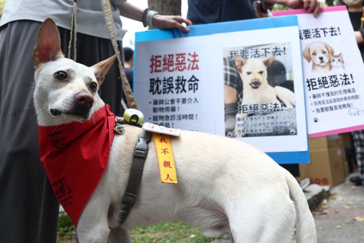 寵物用藥新制擬改「公告制＋雙軌供藥」　研商會逾七成同意暫緩上路