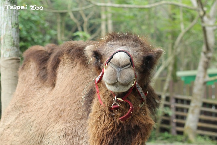 保育員母親節好哀傷　淚眼送木柵動物園雙峰駱駝嚥氣