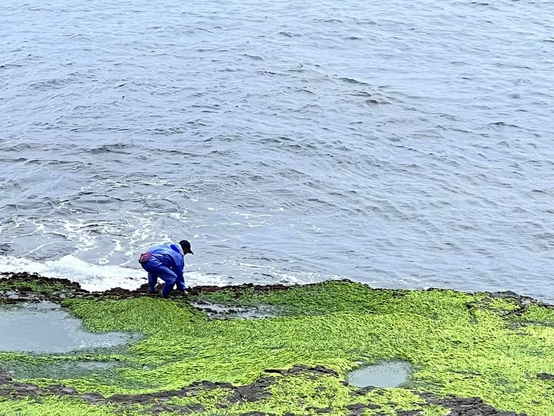 經過東北角海岸時，嘗能看見漁民全副武裝採集藤壺。圖/取自新北市政府網站