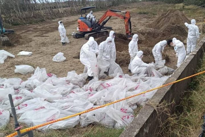 台中病死雞偷埋苗栗　開挖清點1451通報1150隻　業者說謊？