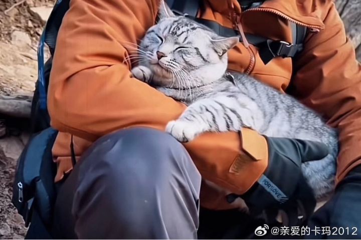 「絕望坡」上最絕望的是貓　豆豆的回家路一波三折