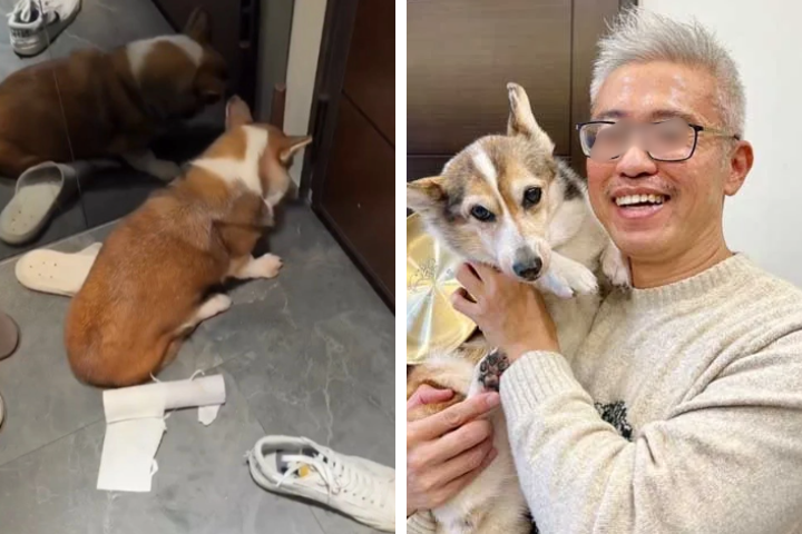 虐14歲高齡犬　茶聚加盟主曾獲模範飼主　