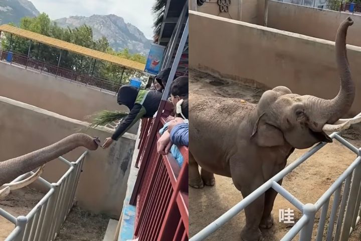 遊客帽子掉進園區　大象用長鼻拾起歸還　獲獎勵開心跳舞賣萌
