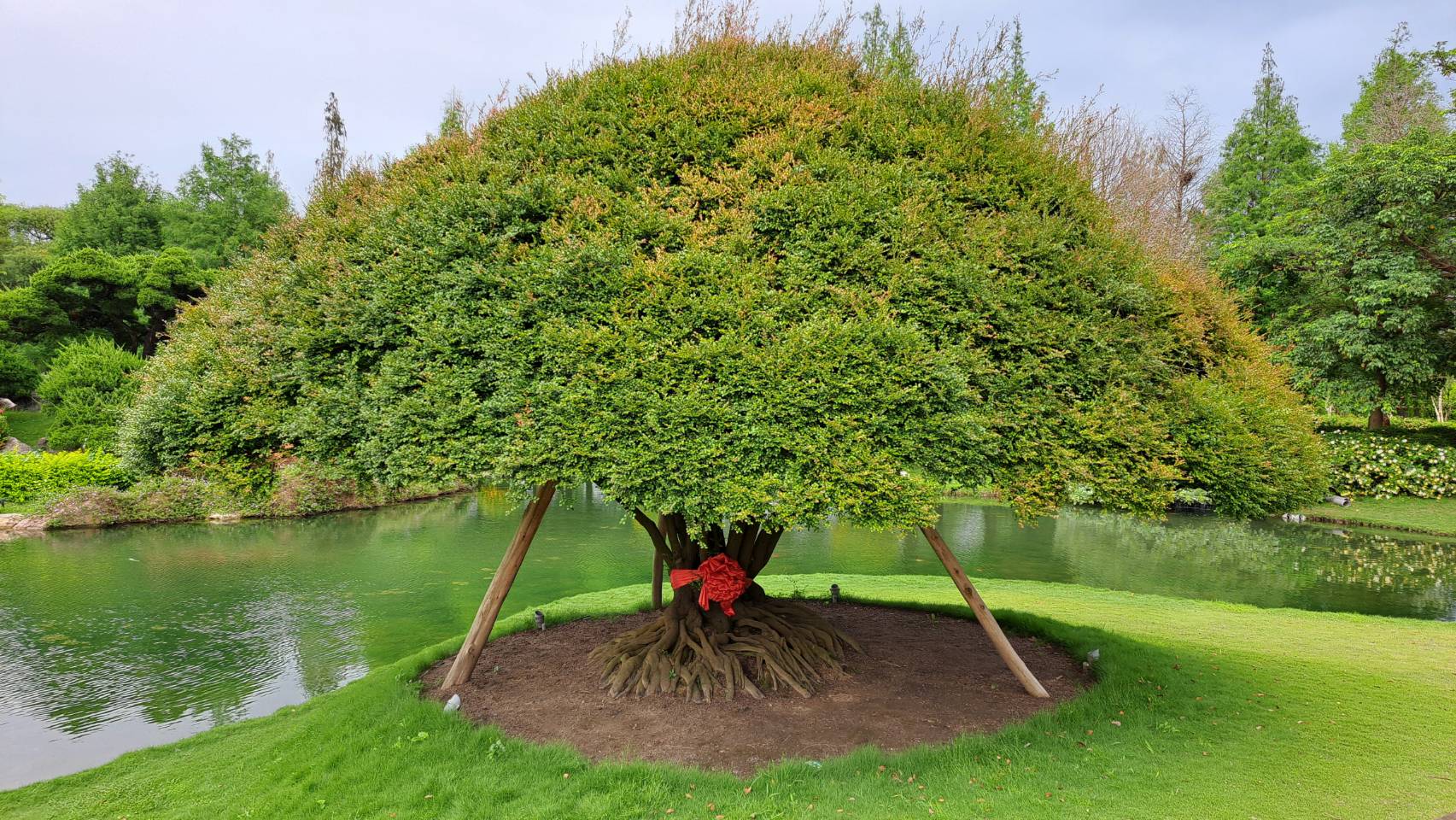 樹齡超過500年的楓港杮，是成美園區的鎮園老樹。圖/宋秉忠攝