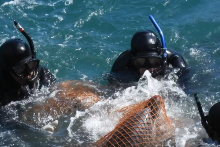 台日海豚悲歌再起！太地町「血色海灣」持續獵捕　網發起連署：停止野蠻行徑