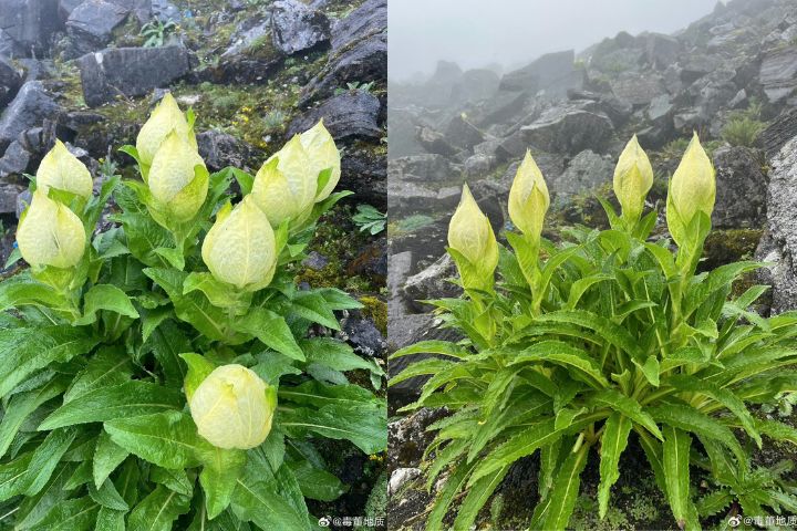 高原奇花   藏醫妙藥   海拔4800公尺偶遇苞葉雪蓮