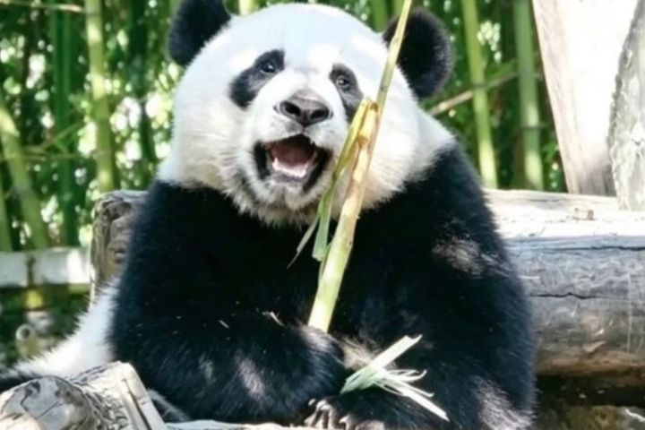 臥龍神樹坪基地每月都會針對所有大貓熊圈舍及周邊區域進行全面排查,並進行1至2次集中滅鼠。圖/取自臥龍神樹坪基地公眾號