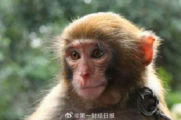 食蟹獼猴猴場因預期價格仍將續漲而選擇惜售,即使仍有存欄,也多保留待價而沽。圖/取自第一財經日報微博