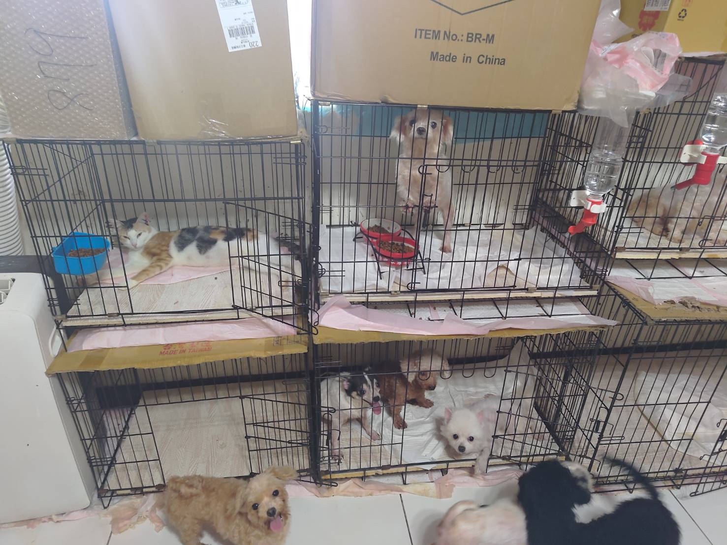 該住戶收容的貓狗數量龐大，導致寵物活動空間狹窄。圖/取自新北市政府網站。