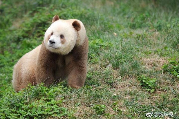 全球唯一圈養棕白色大貓熊　秦嶺的傳奇「七仔」