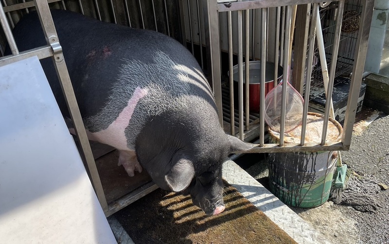 鑒於非犬貓寵物棄養情形增加，新北市動保處擴大收容對象，若不續養非犬貓寵物也可至動保處辦理不再飼養收容。圖/中央社