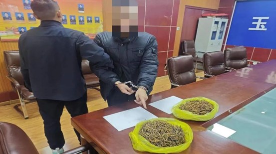 這起室內搶劫案，目標是近年不斷漲價的冬蟲夏草，涉案金額超過13萬人民幣（約57.1萬元新台幣）。圖/取自玉樹公安網站