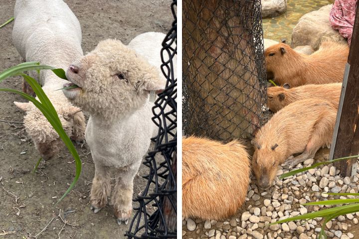 張美阿嬤農場鬧分家？阿嬤親回應：品牌兩邊都可以用