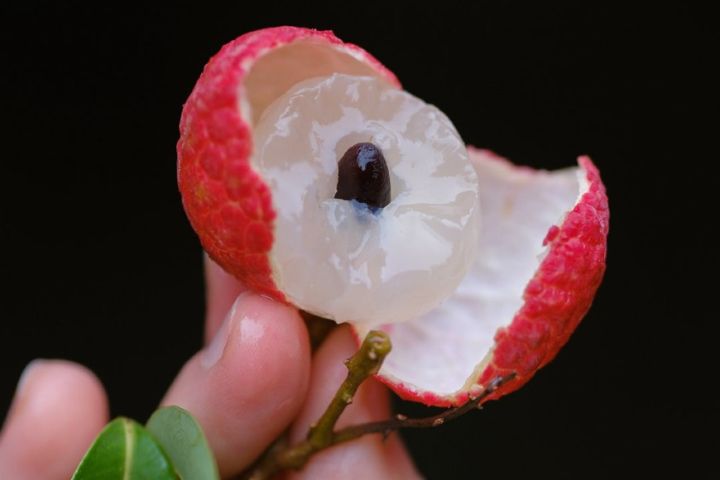 果賤傷農、運費壓身 大陸荔枝農嘆：給順豐打工