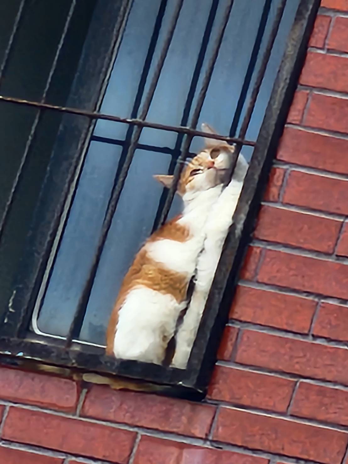 工作人員發現夾在鐵窗的橘貓。圖/取自花蓮縣消防隊《臉書》粉專
