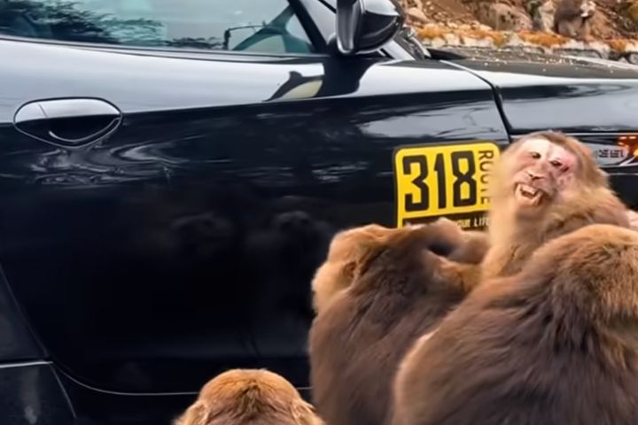 跟自己吵架？四川猴群圍車齜牙示威　牠們「對鏡開戰」