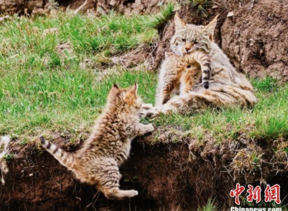 荒漠貓寶寶學習攀爬。圖/取自中新社