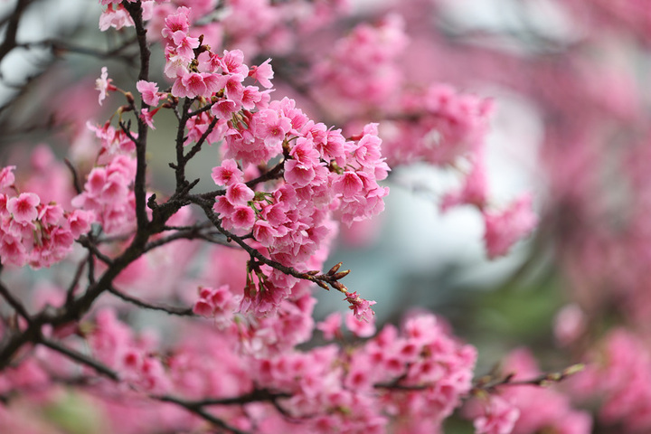 鋒面通過東北季風增強　228連假全台有雨3500公尺高山有望追雪
