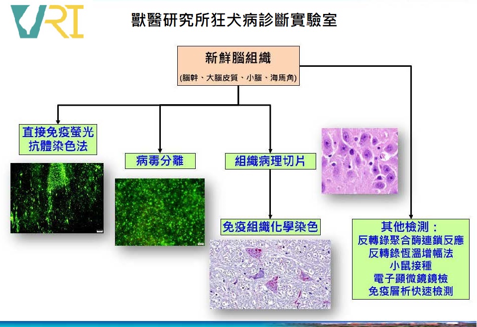 狂犬病相關知識。圖/取自獸醫研究所狂犬病實驗室