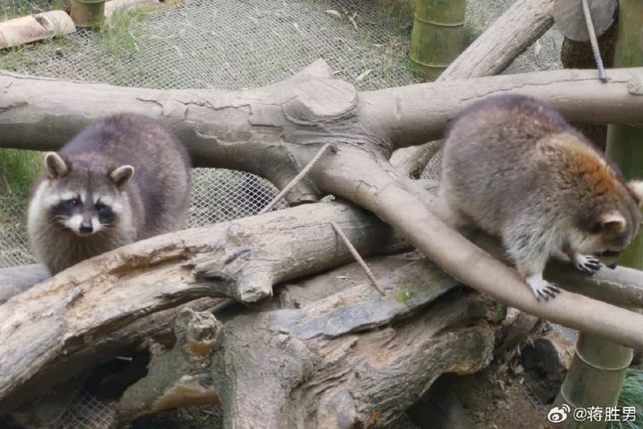 動物園小浣熊減肥兩個月「卡關」　因為他們在搗蛋